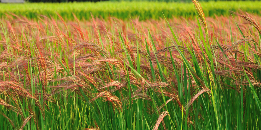 Agriculture Federation of uttarakhand