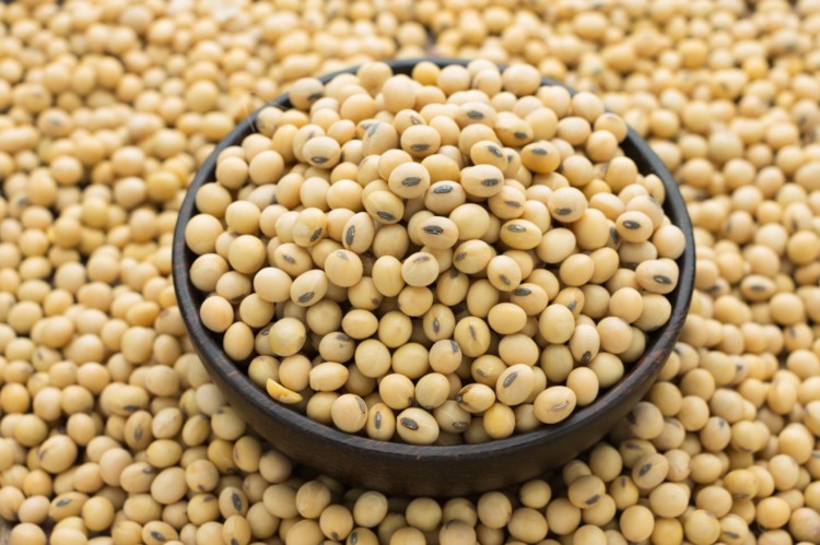 himalayan soybean